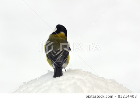 The Great Tit sits on top of the white snow. Looks up. Turned her back on us 83214408