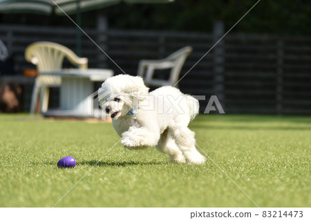 Toy poodle playing with dog run Toy poodle playing with dog run 83214473