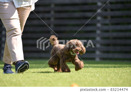 Toy poodle playing with dog run Toy poodle playing with dog run 83214474