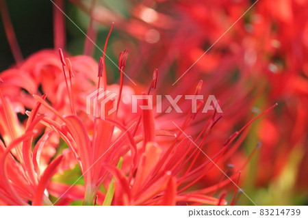 Cluster amaryllis 83214739