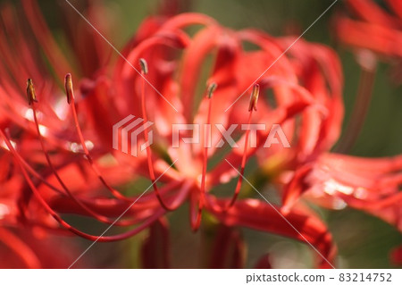 Cluster amaryllis 83214752