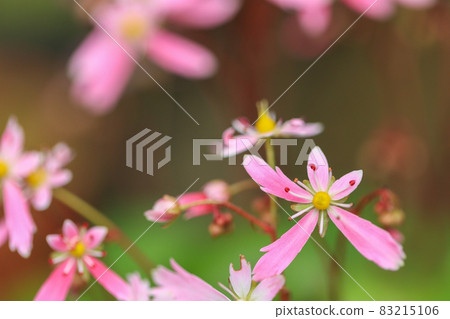 Capital grass pink flower 83215106