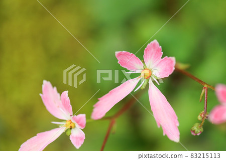 首都草粉色花 83215113