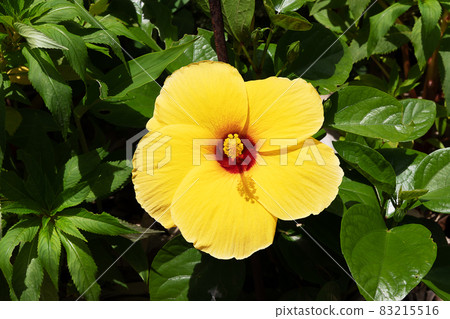 Yellow hibiscus flower blooming in the garden Yellow hibiscus flower blooming in the garden 83215516