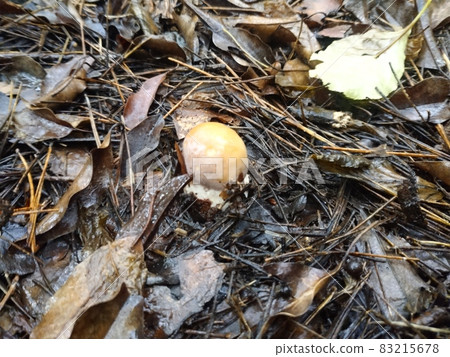 Young Shougenji Mushroom, Mt. Fuji Young Shougenji Mushroom, Mt. Fuji 83215678