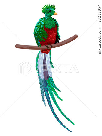 Quetzal sitting on a branch. Quetzal illustration. Hand drawn quetzal bird Quetzal sitting on a branch. Quetzal illustration. Hand drawn quetzal bird 83215954