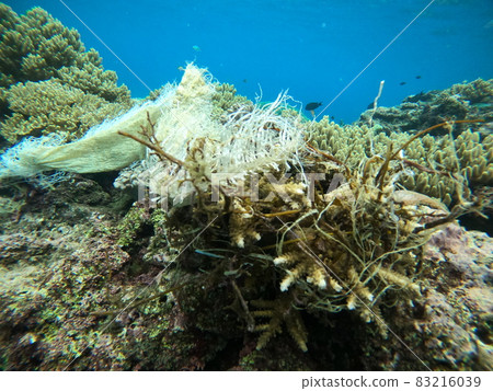 Garbage clinging to coral 83216039