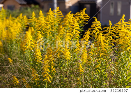 Seiitokawadassi saw in full bloom 83216397