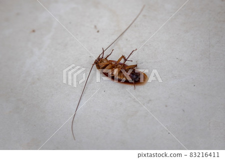 insect treatment. Close up dead cockroach on white floor. side view. 83216411