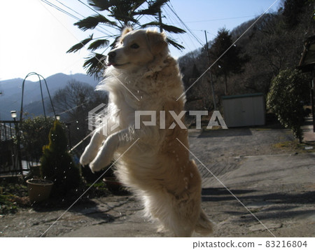 A dog A dog 83216804