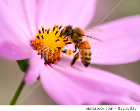 Honey bee 83216838