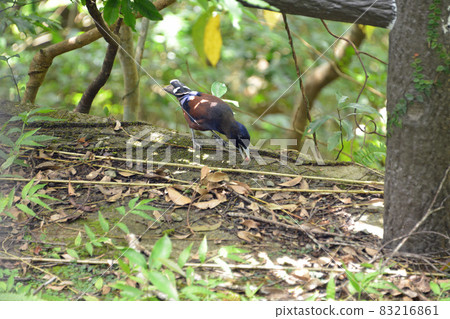 Amami's Lidth's jay 83216861