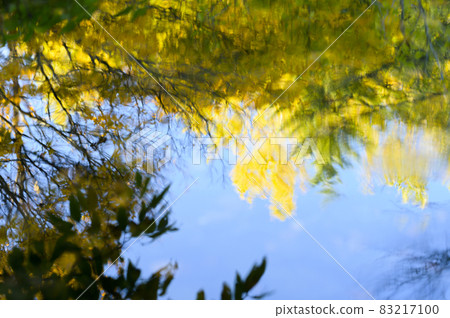 Brilliant colored leaves reflected on the surface of the water Brilliant colored leaves reflected on the surface of the water 83217100