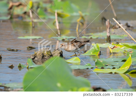 03秋季在蓮田散步的尖尾鷸幼鳥 03秋季在蓮田散步的尖尾鷸幼鳥 83217339