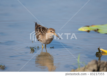 秋季在哈斯田覓食的胸鷸 03 83217355