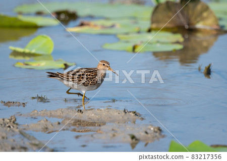秋天在哈斯田野中行走的胸鷸 83217356