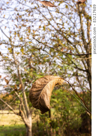 Dry brown nut leaf on a tree close up 83217689