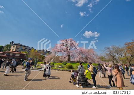[Kyoto] March-Blue sky and weeping cherry blossoms in full bloom Maruyama Park 83217813