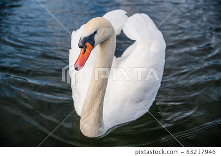 The swan of the Lake Yamanaka The swan of the Lake Yamanaka 83217946