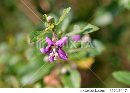 Tree: Cucumberidae Tree: Cucumberidae 83218447