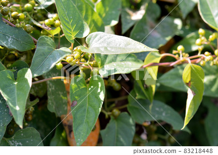 Plant: Paederia foetida, Rubiaceae Plant: Paederia foetida, Rubiaceae 83218448