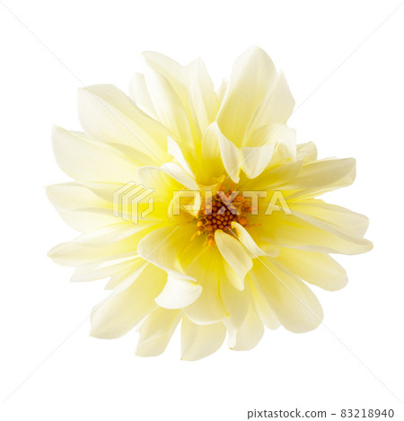 Yellow Dahlia flower isolated on white background. Beautiful flower 83218940