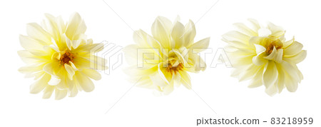 Yellow Dahlia flower heads mockup, template, isolated on white background. 83218959