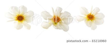 White Dahlia flower heads mockup, template, isolated on white background. 83218960
