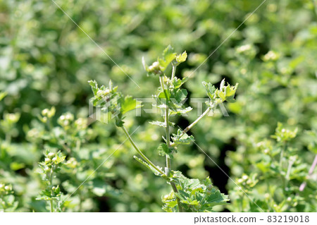 Plant: Chrysanthemum alba 83219018