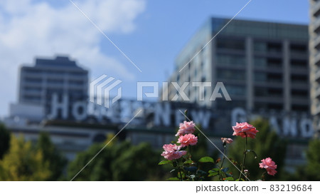 Yokohama roses, the sea, and the blue sky Yokohama roses, the sea, and the blue sky 83219684