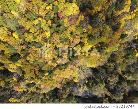 秋季盛開的北海道定山溪朝里山口（概要） 83219744
