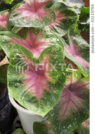 Beautiful Caladium bicolor the leafy plants 83219769