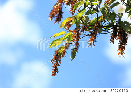 紅四手(carpinus laxiflora)的果穗(種子) 紅四手(carpinus laxiflora)的果穗(種子) 83220110
