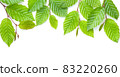 Branch Of Green Leaves Isolated Over White 83220260