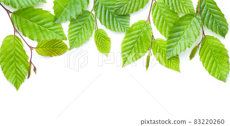 Branch Of Green Leaves Isolated Over White Branch Of Green Leaves Isolated Over White 83220260