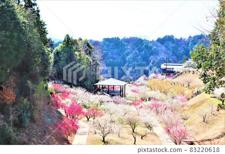 Tsukigase Bairin Tsukigase Bairin 83220618