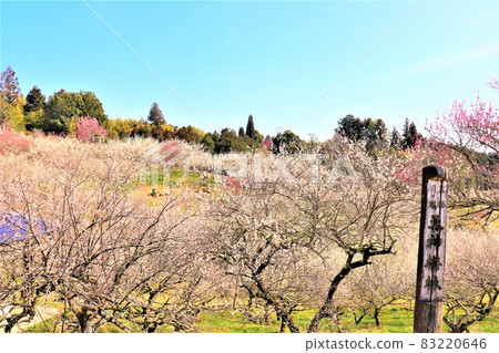 Tsukigase Bairin Tsukigase Bairin 83220646