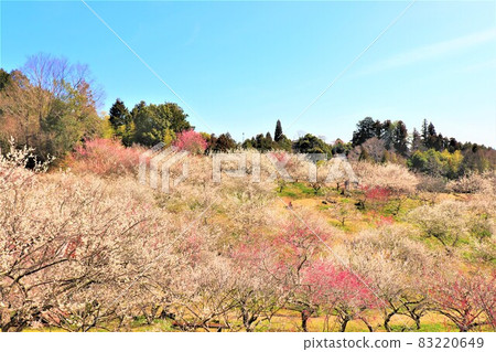Tsukigase Bairin Tsukigase Bairin 83220649