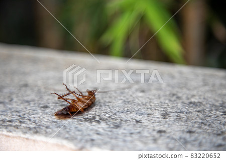 big dead orange cockroach lies paws up poisoned by chemical anti-insect repellents big dead orange cockroach lies paws up poisoned by chemical anti-insect repellents 83220652