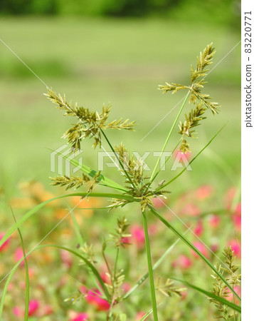 莎草科的花“Nutsugu” 83220771