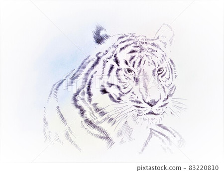 Tiger's illustration 83220810