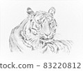 Tiger's illustration 83220812
