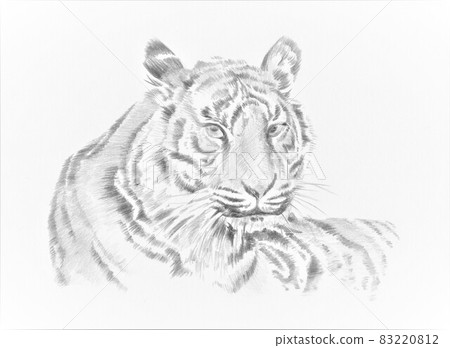 Tiger's illustration Tiger's illustration 83220812