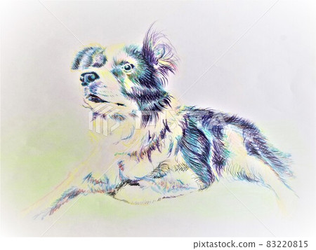 邊境牧羊犬圖 83220815