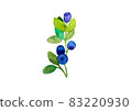 blueberry branches with green sprigs and blue and purple berries on a white background, isolated on a white background illustration of watercolor paints 83220930