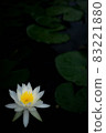 Shining water lily lot 83221880
