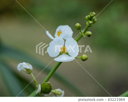 Homodaka花 83221969