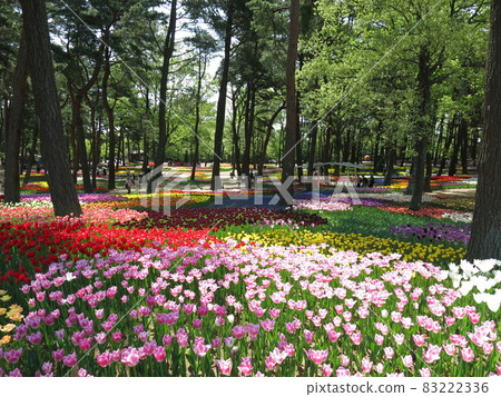 Spring's state-run Hitachi Beach Park (Tamagotamori Flower Garden) where tulips are in full bloom 83222336