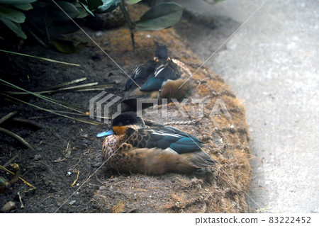 View of a sleeping duck on the shore. View of a sleeping duck on the shore. 83222452