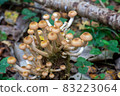 Clusters of small mushrooms  growing on a stump among moss with a bokeh effect.  83223064